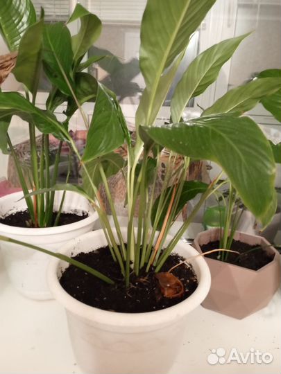 Спатифиллум