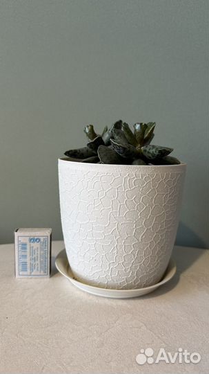 Адромискус