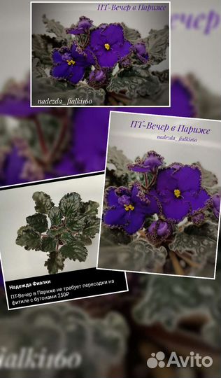 Сортовые фиалки