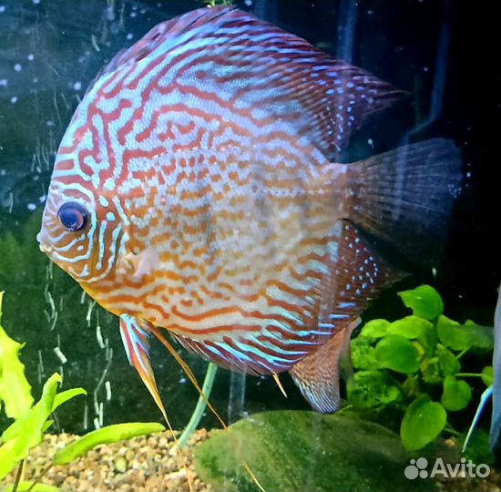 Дискусы взрослые (эрапшены и туркисы)