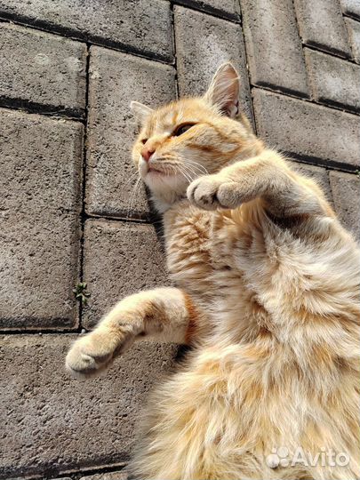 Молодой котик