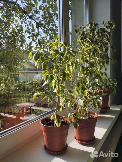 Фикусы разные