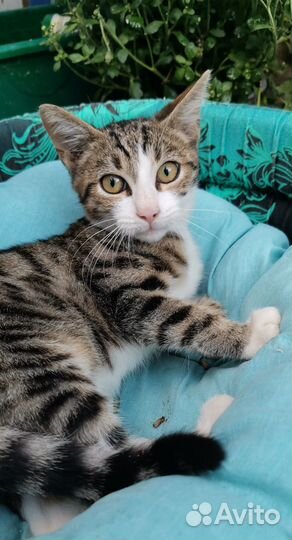 Очень ласковый котенок мальчик