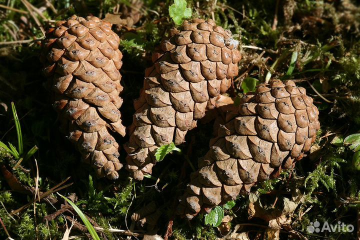 Сосна крымская, горная семена