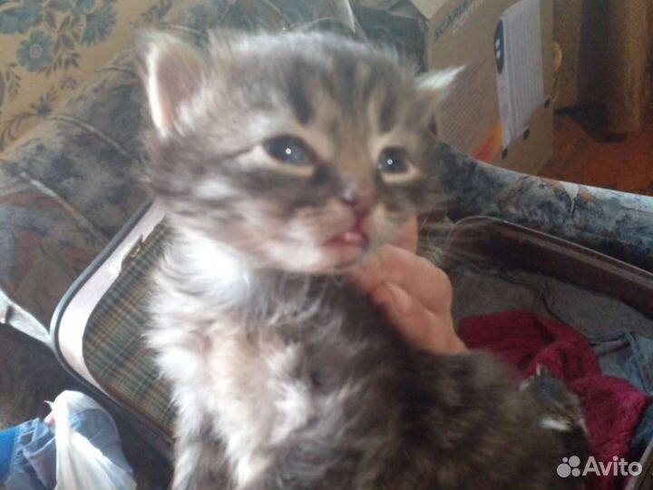 Котята