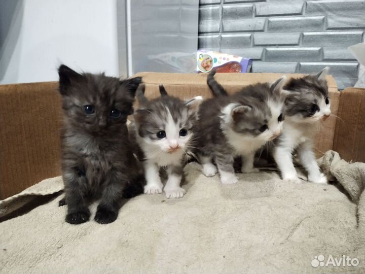 Котята в добрые руки