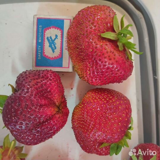 Саженцы клубники Чамора Туруси