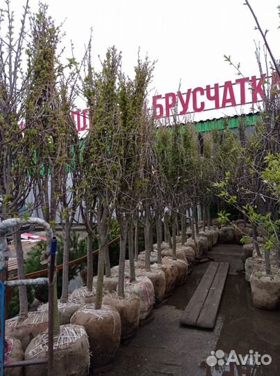 Крупномеры плодовых деревьев