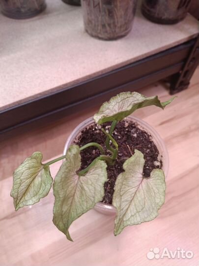 Сингониум Рэд Ями (Филлипины)