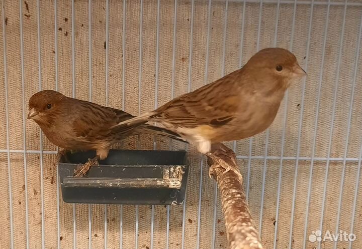 Кенар и канарейки