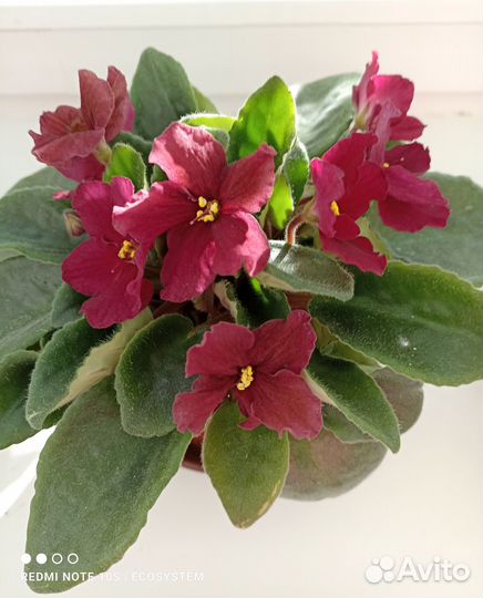 Комнатные растения