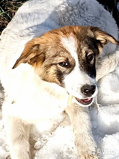 Лапа,щеночек девочка