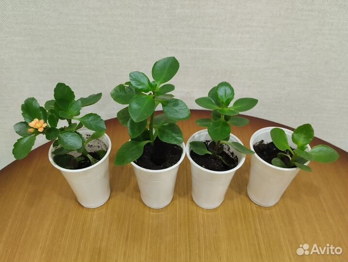 Комнатные растения