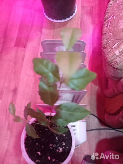 Барбадосская вишня