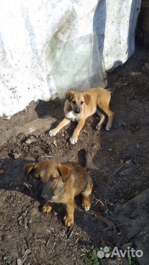 Щенки в дар