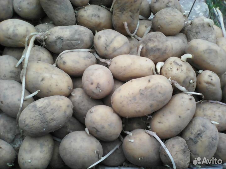 Семенной картофель