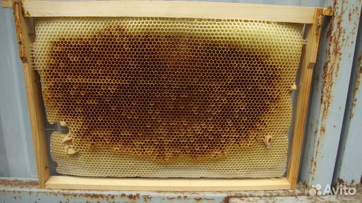 Сушь для пчел