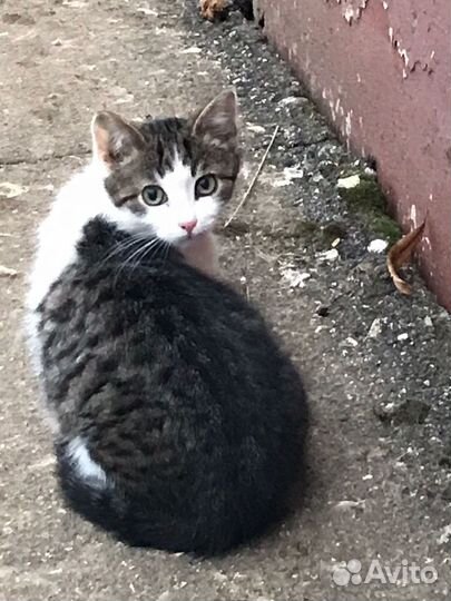 Найден кот Истринский район