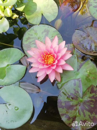 Нимфея водяная лилия гиацинт