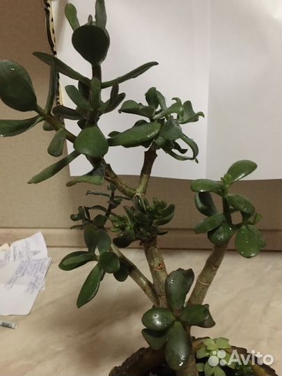 Красула (толстянка) сортавая