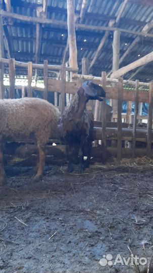 Ярочки гиссар