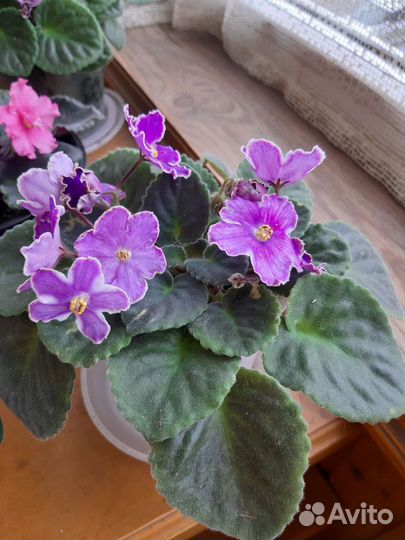 Фиалки разные