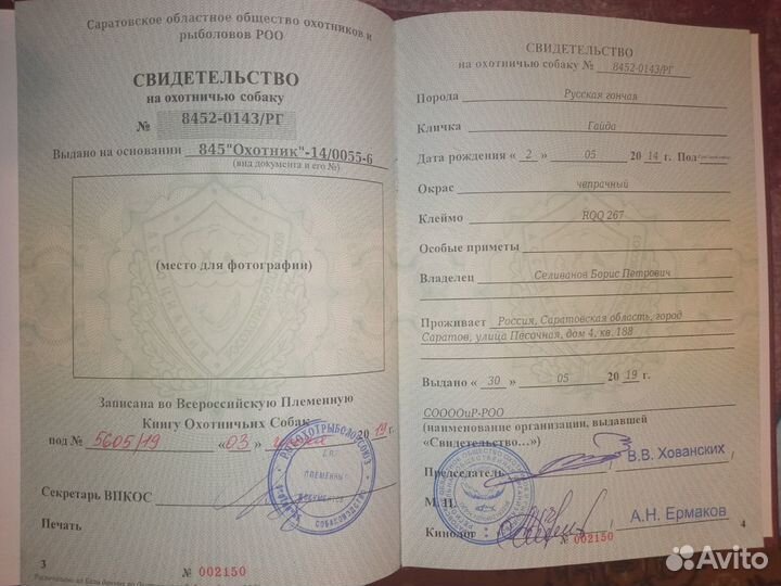 Продам выжловку Русской Гончьей