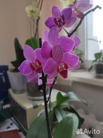 Орхидея фаленопсис