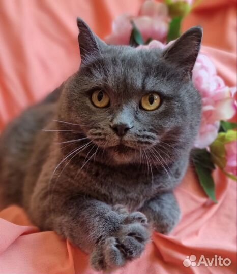 Британская кошка Плюша