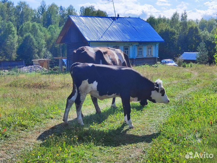 Телка 5 месяцев