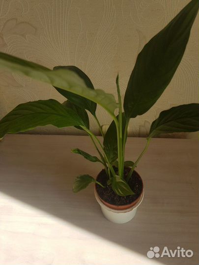 Спатифиллум