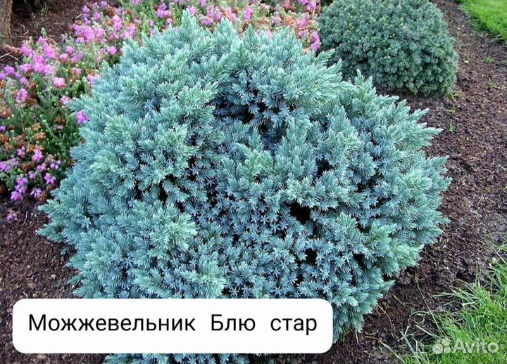 Можжевельники много