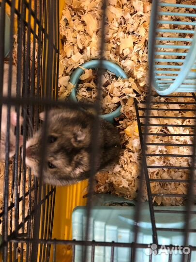 Джунгарский хомяк