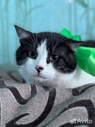 Кот в добрые руки