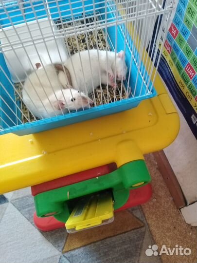 Крыски в добрые руки