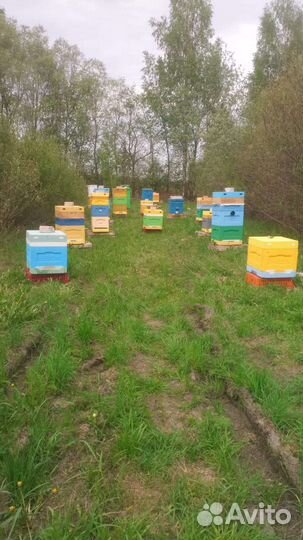 Пчелы зимовалые семьи и пакеты