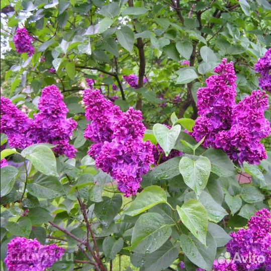 Сирень сортовая саженцы