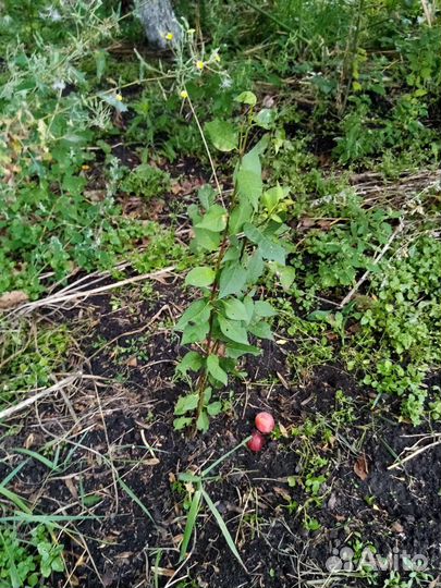 Саженцы алычи