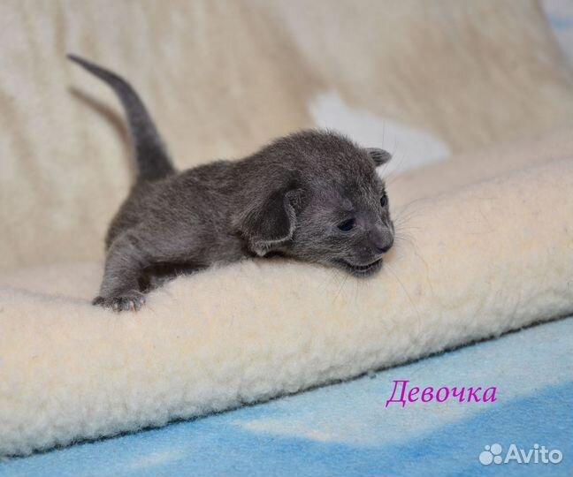 Ориентальные котята