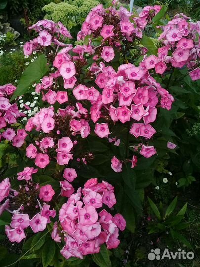 Флоксы многолетние