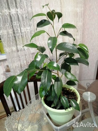 Комнатные растения