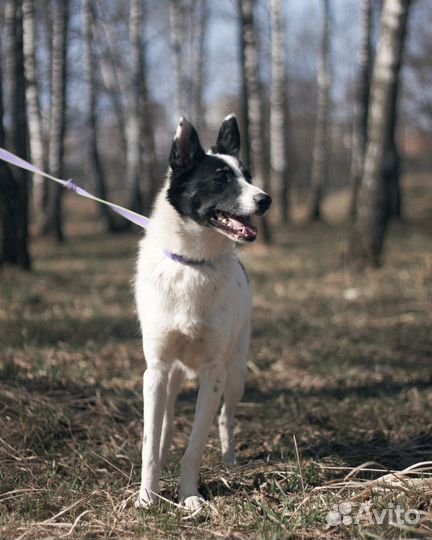Молодой красивый мустанг в поисках родителей