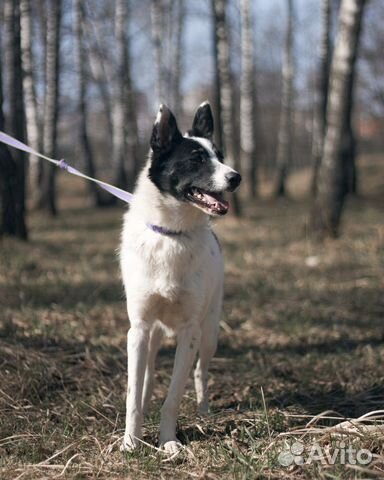 Молодой красивый мустанг в поисках родителей
