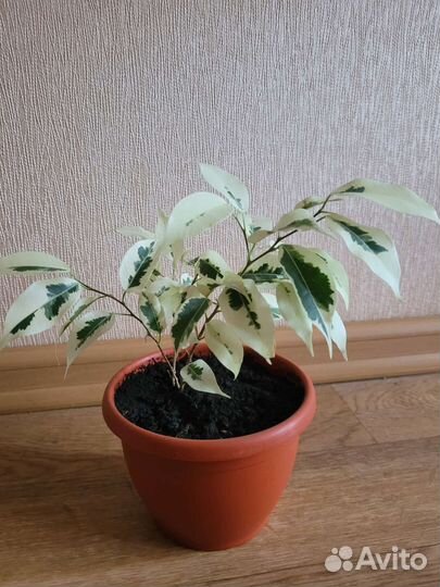 Фикус бенджамина