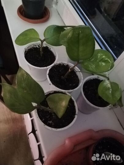 Замиокулькас