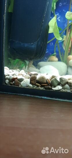 Улитка Геркулес