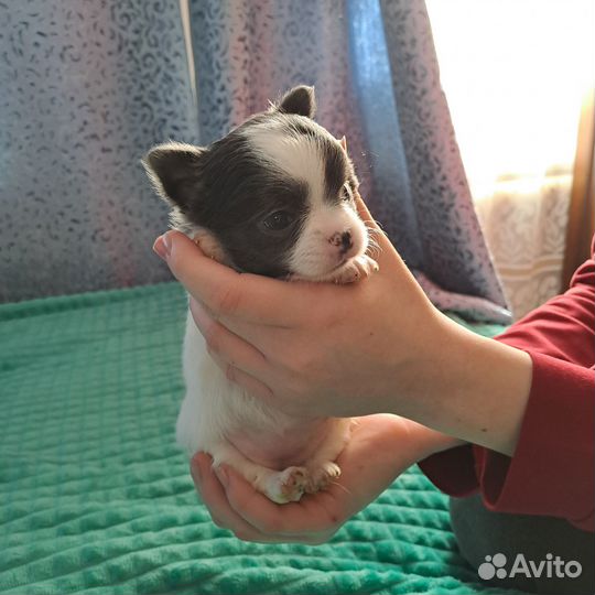 Щенки чихуахуа мини девочки