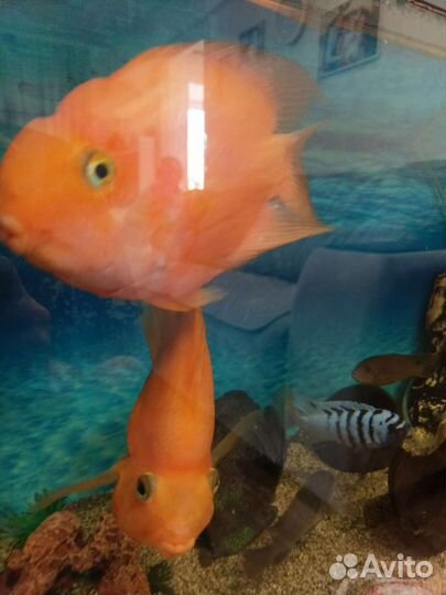 Цихлида попугай