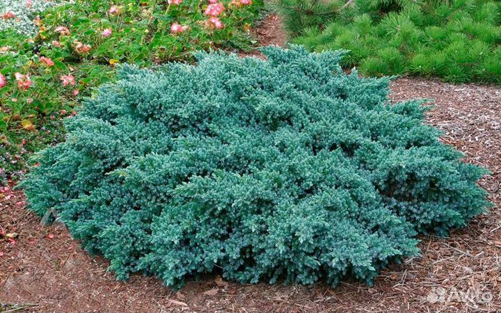 Можжевельник Блю Стар