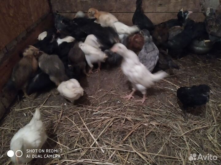 Куры молодки